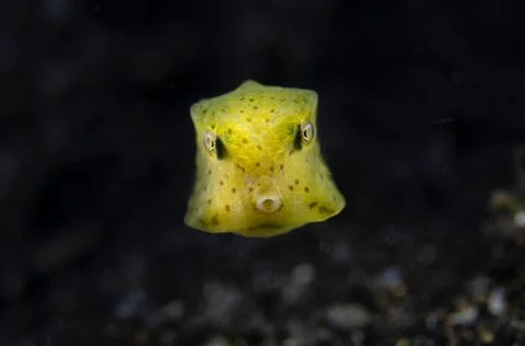 Box Fish Stock Photos