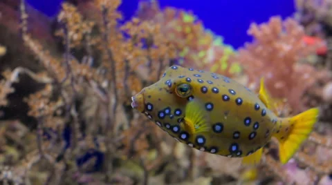 A Box fish swimming Stock-Footage 68422060