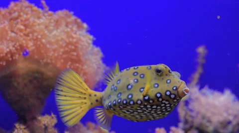 A box fish swimming Stock Footage 68443905