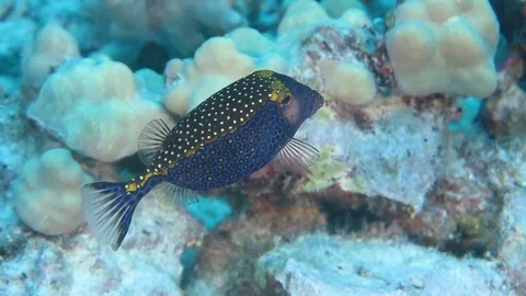 Box fish swimming in front of camera and then swims out of frame Stock Footage 71155077