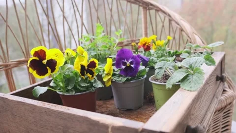 Box flower seedlings including pansies and forget-me-nots with garden tools.. Stock Footage 325491237