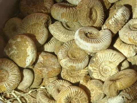 Box Of Fossils Foto stock
