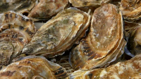 Box with fresh closed oysters Stock-Footage 108564885