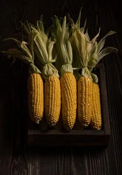 Box of fresh corn cobs on the dark rough wood Stock Photos