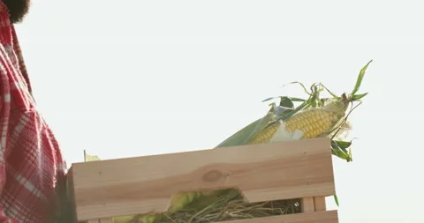 A box of fresh corn in farmer hands 動画素材 172259745