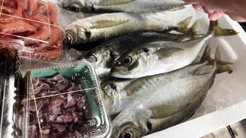 Box of Fresh Fish on Ice, Horse Mackerel, Sweet Shrimp and Firefly Squid, Japan Stock Footage 339770370