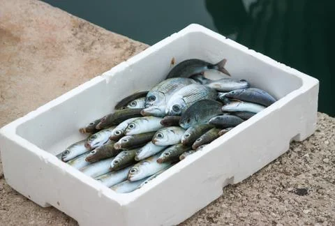 Box with fresh fish 写真素材