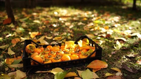 Box with fresh persimmons stands on the grass among autumn foliage Video stock 267732025