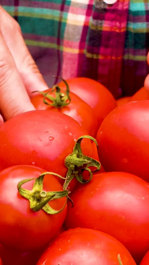 Box with fresh red tomatoes on the background of firewood. Video stock 335145316