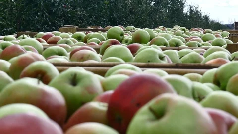 A box full of apples Stock Footage 90867159