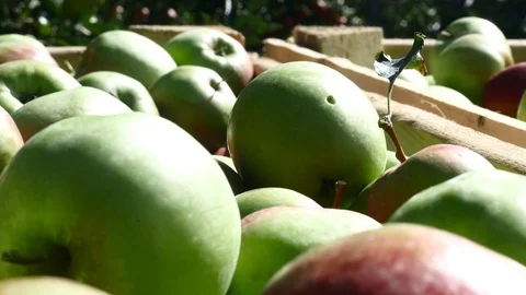 A box full of apples Stock Footage 93800217