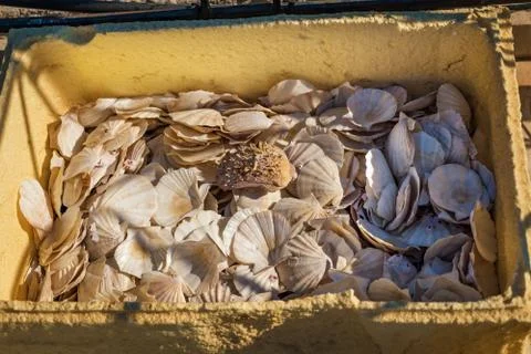 Box full of big washed up seashells (Rhodes, Greece) Stock Photos