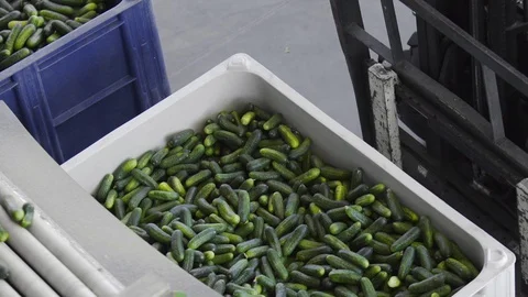 Box full of cucumbers. Automatic Line for Processing of Vegetables. Preserving Stock Footage 127854801