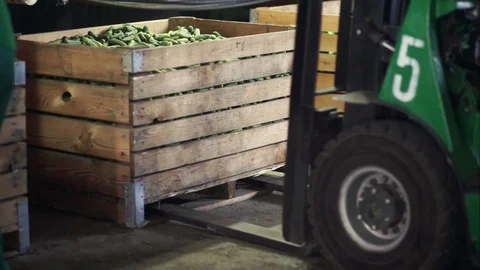 Box full of cucumbers. Automatic Line for Processing of Vegetables. Preserving Stock Footage 129266364