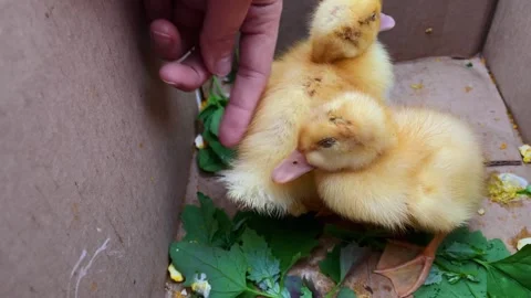 Box full of ducklings, close up. Stroking, petting, touching by human hand. Stock Footage 241728506