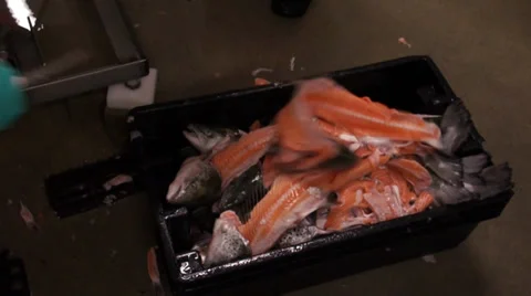 Box full of fish bones Stock Footage 36988050