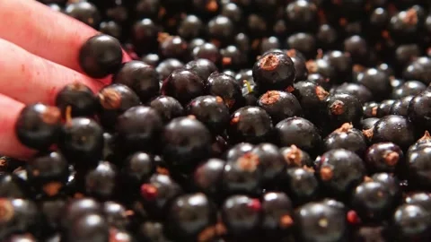 A box full of fresh blackcurrants, full of vitamins Stock Footage 278049287