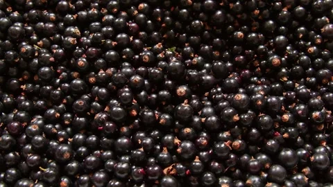 A box full of fresh blackcurrants, full of vitamins Stock Footage 278049302