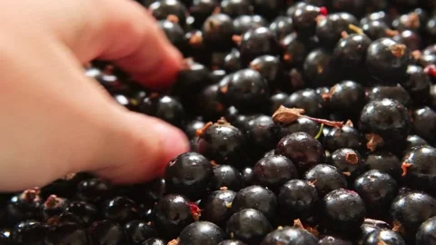 A box full of fresh blackcurrants, full of vitamins Stock Footage 278049353