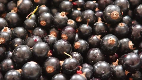 A box full of fresh blackcurrants, full of vitamins Stock Footage 278049463