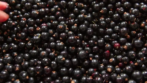 A box full of fresh blackcurrants, full of vitamins Stock Footage 278049518