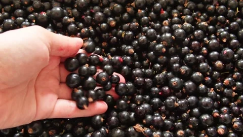 A box full of fresh blackcurrants, full of vitamins Stock Footage 278049530