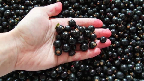 A box full of fresh blackcurrants, full of vitamins Stock Footage 278049538