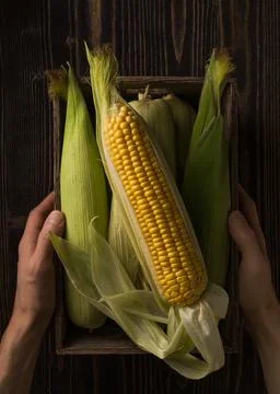 Box full of fresh corn cobs in the man's hands over rough wood Stock Photos