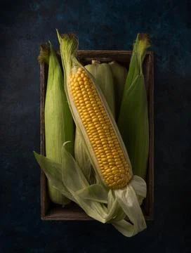 Box full of fresh corn cobs on the dark blue background Stock Photos