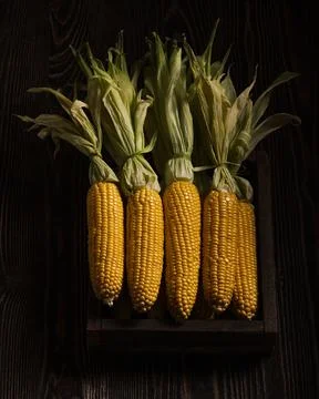 Box full of fresh corn cobs on the dark rough wood Stock Photos