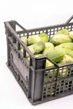Box full with fresh cucumbers over white background Stock Photos