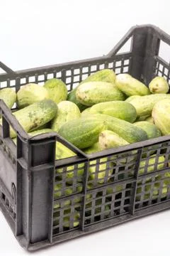 Box full with fresh cucumbers over white background Stock Photos
