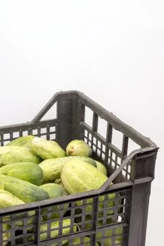 Box full with fresh cucumbers over white background Stock Photos