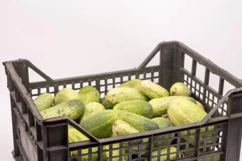 Box full with fresh cucumbers over white background Stock Photos