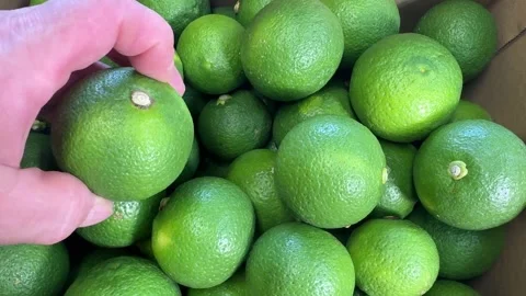 Box Full of Fresh Kabosu Green Citrus from Above, Traditional Japanese Food Stock Footage 345708631