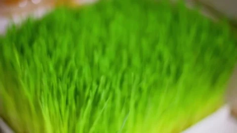 Box full of green grass sprouts, closeup view with zoom Stock Footage 70956659