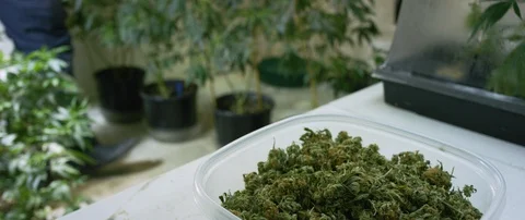 Box full of marijuana kept on the table Video stock 103408294