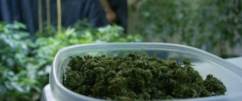Box full of marijuana kept on the table Video stock 103408679