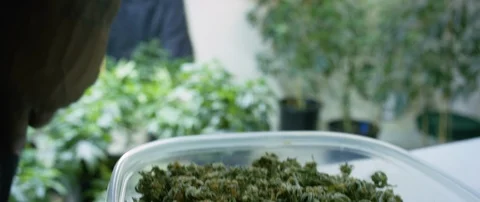 Box full of marijuana kept on the table Video stock 103408763