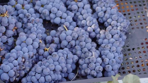 Box full of red grapes. Slow motion of woman harvesting grapes. Wine making Stock Footage 139568053