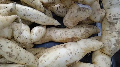 Box full of White Sweet Potatoes (Ipomoea batatas), exposed for the consumer 스톡 동영상 114778286