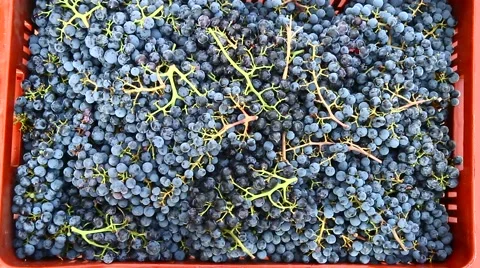 Box of grapes Stock Footage 67571017