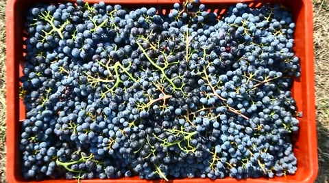 Box of grapes 動画素材 67571390