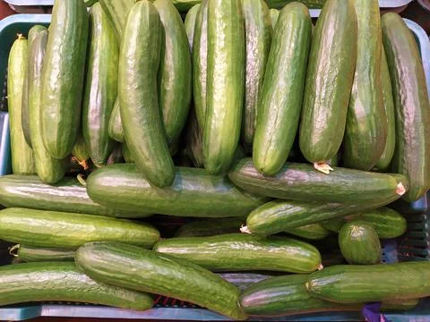 Box of green long cucumbers Stock Photos