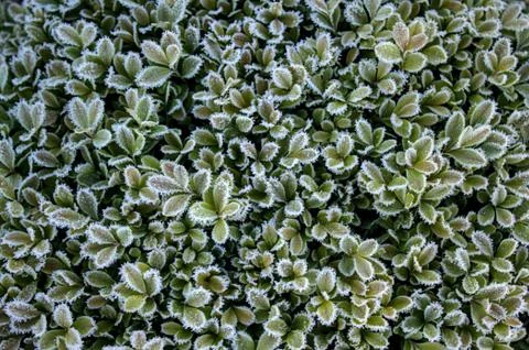 Box with hoarfrost Stock Photos