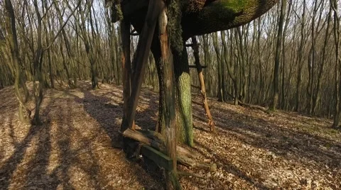 Box Hunting Stand In The Forest Stock Footage 61784000