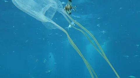 Box Jelly fish Stock Footage 80801266