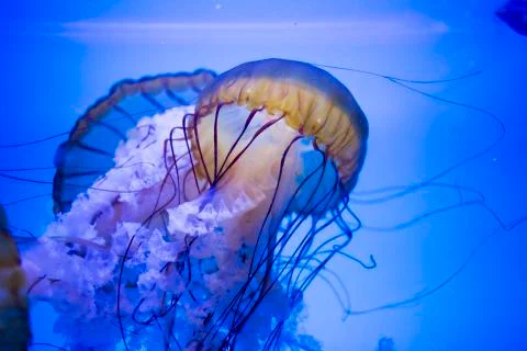 Box Jellyfish Close Up Stock Photos