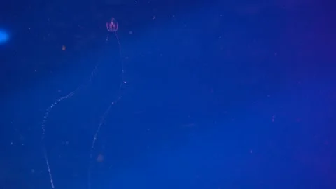 Box jellyfish with long potent venom tentacles Stock Footage 345083632