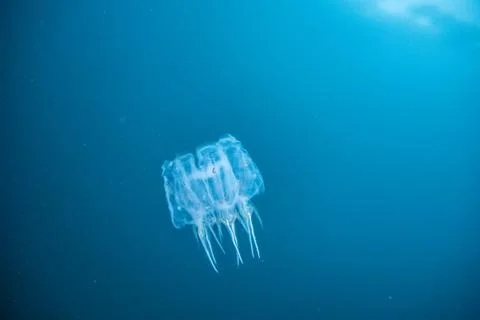 Box Jellyfish Stock Photos